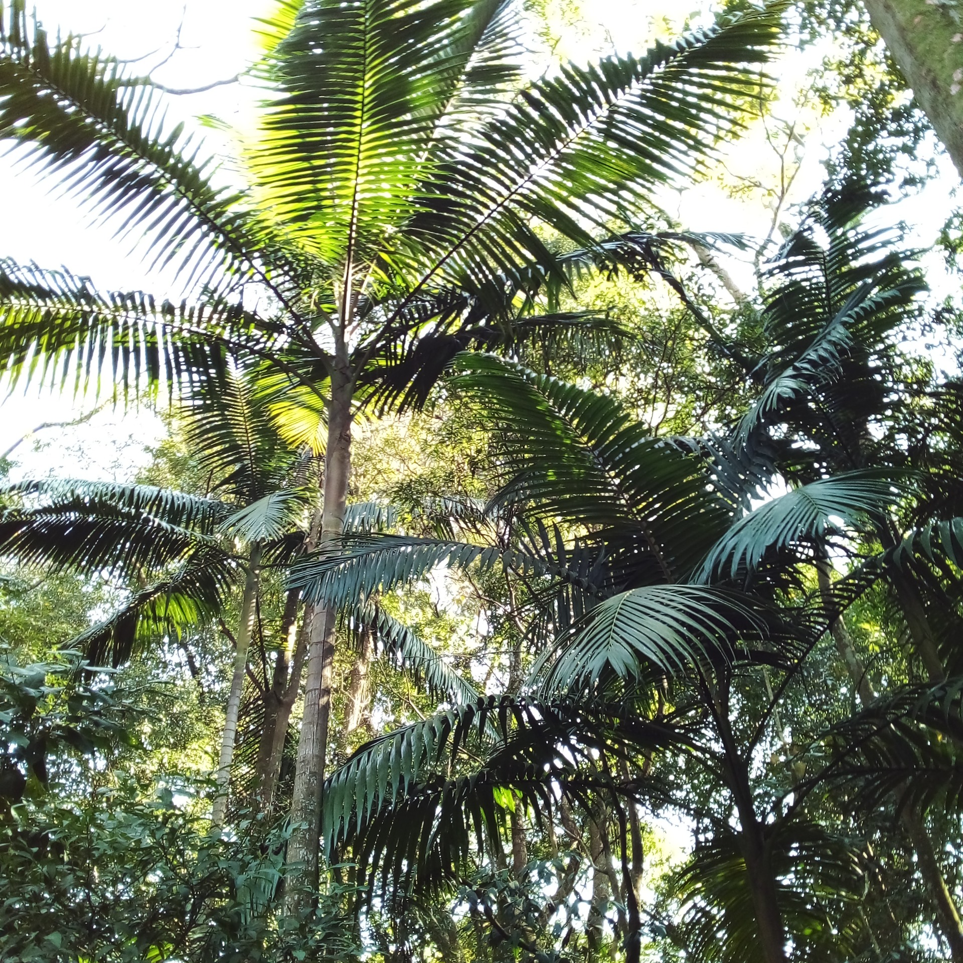 Euterpe edulis (Aracaceae) Palmito Juçara