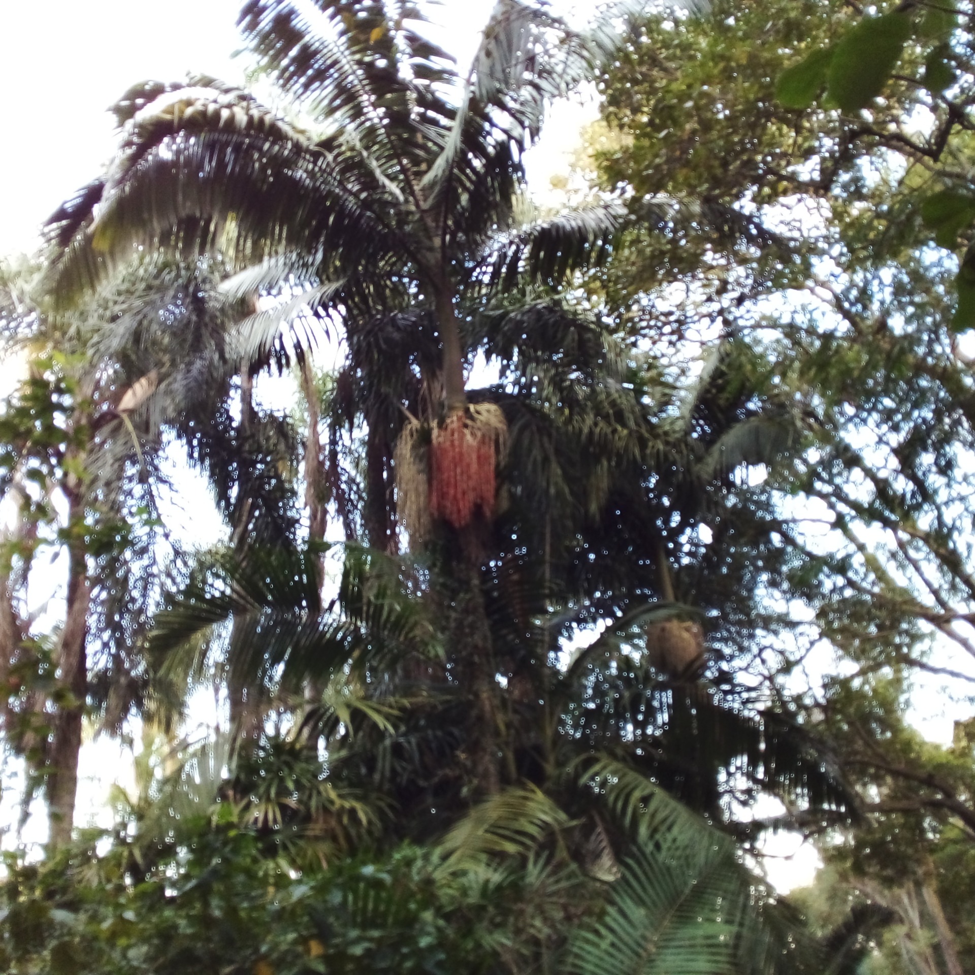 Euterpe edulis (Aracaceae) Palmito Juçara | Qualidade ameaçada em extinção.